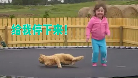 【看啥视频】被蹦床震到生无可恋的喵星人,猫:快来救朕,俺的要吐了!